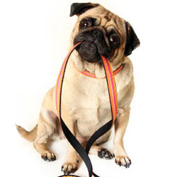 Dog Obedience Training